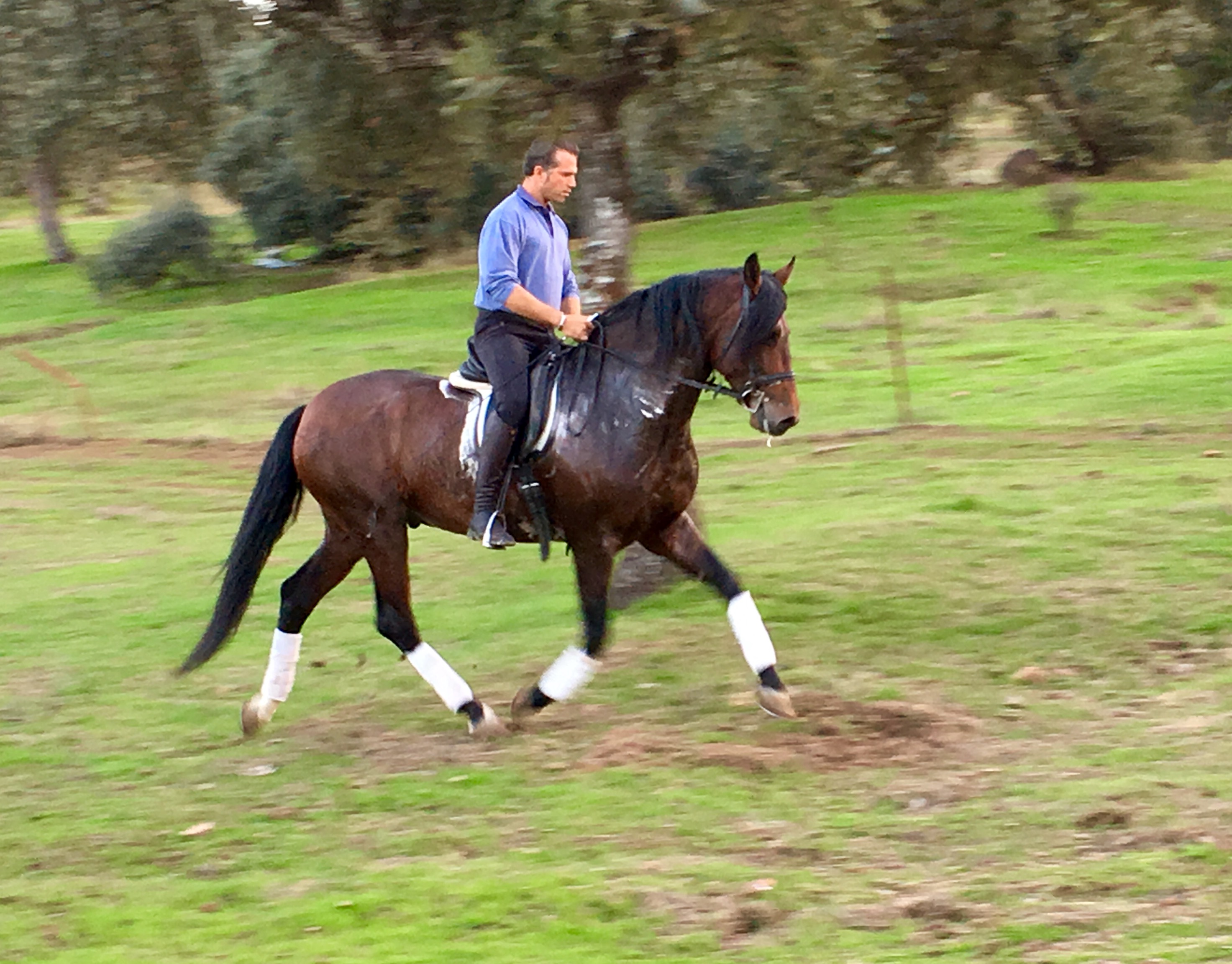 Caballo en Venta